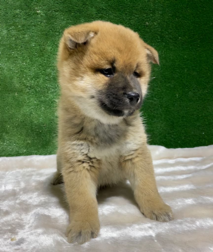 Patrice Dousset - Chiots disponibles - Shiba