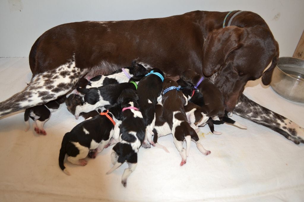 des champs de blé doré - Les bébés de Laïka et Louarn sont nés !