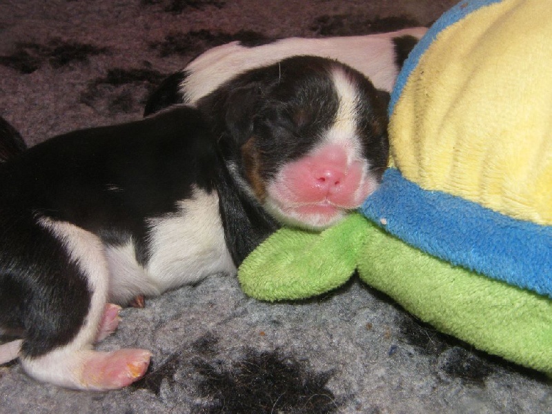 Chiot Cavalier King Charles Spaniel Des Nobles Frimousses