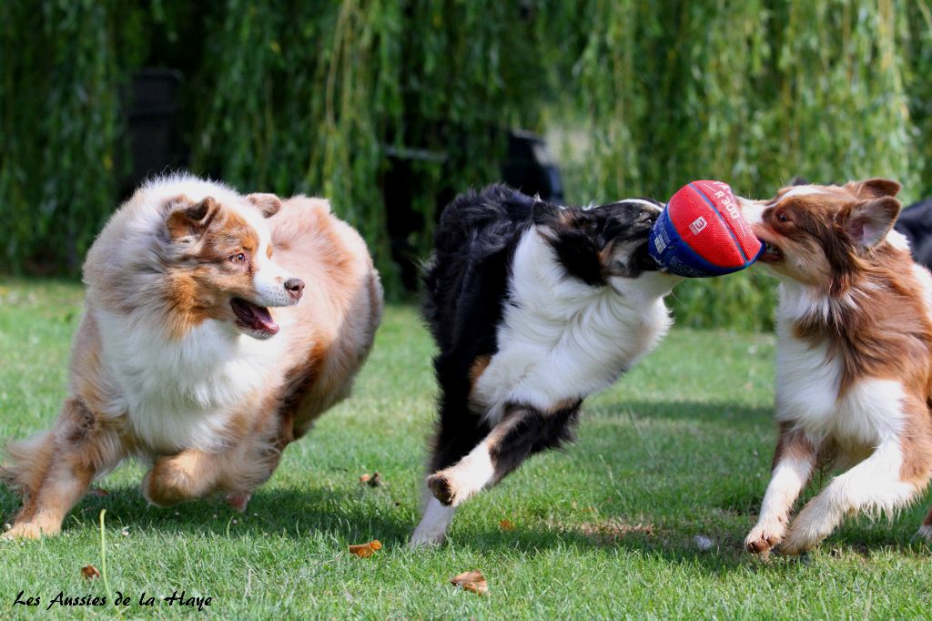 des aussies de la haye - Jeux dans le jardin (Early, Celtic et Obsi)