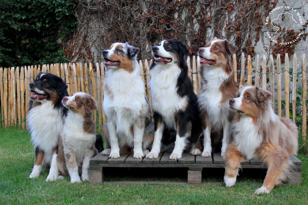 des aussies de la haye - Photo de famille