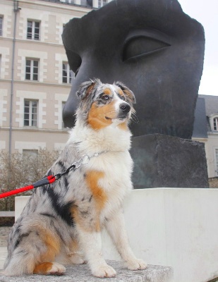 des aussies de la haye - Gaïa en ballade à Angers.