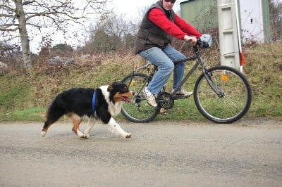 des aussies de la haye - Granola en cynobike