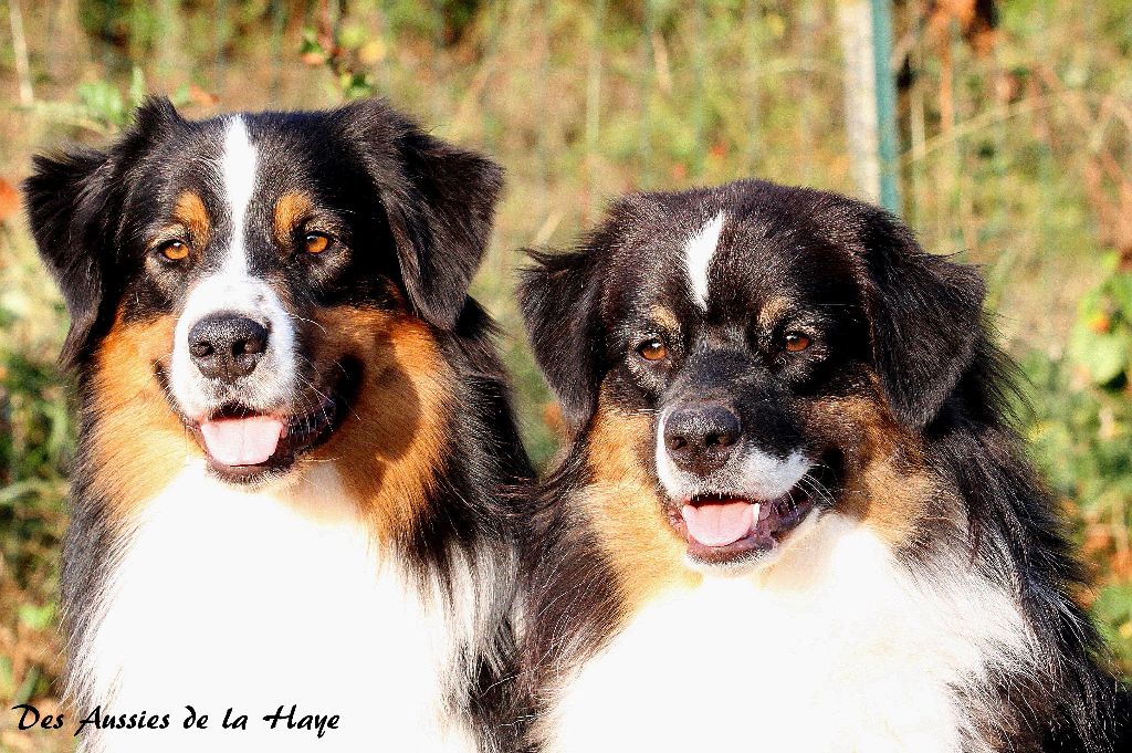 des aussies de la haye - Onyx et Perceval