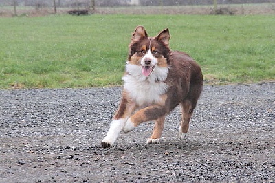 des aussies de la haye - Wally, fils d'Early