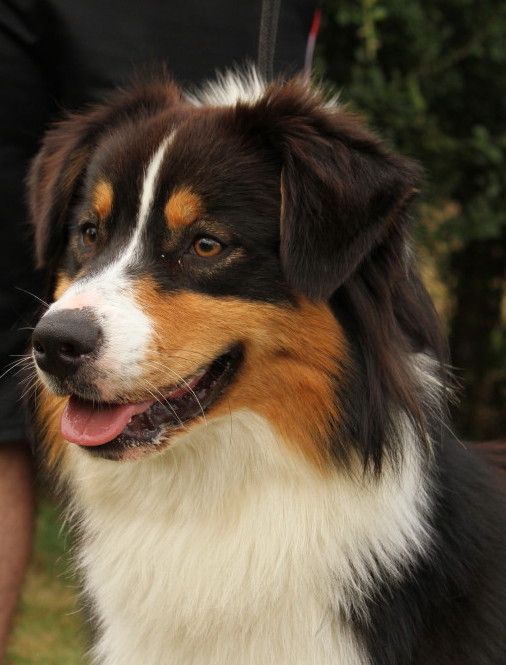 des aussies de la haye - Hébène des Aussies de la Haye 1ère à Châteauroux