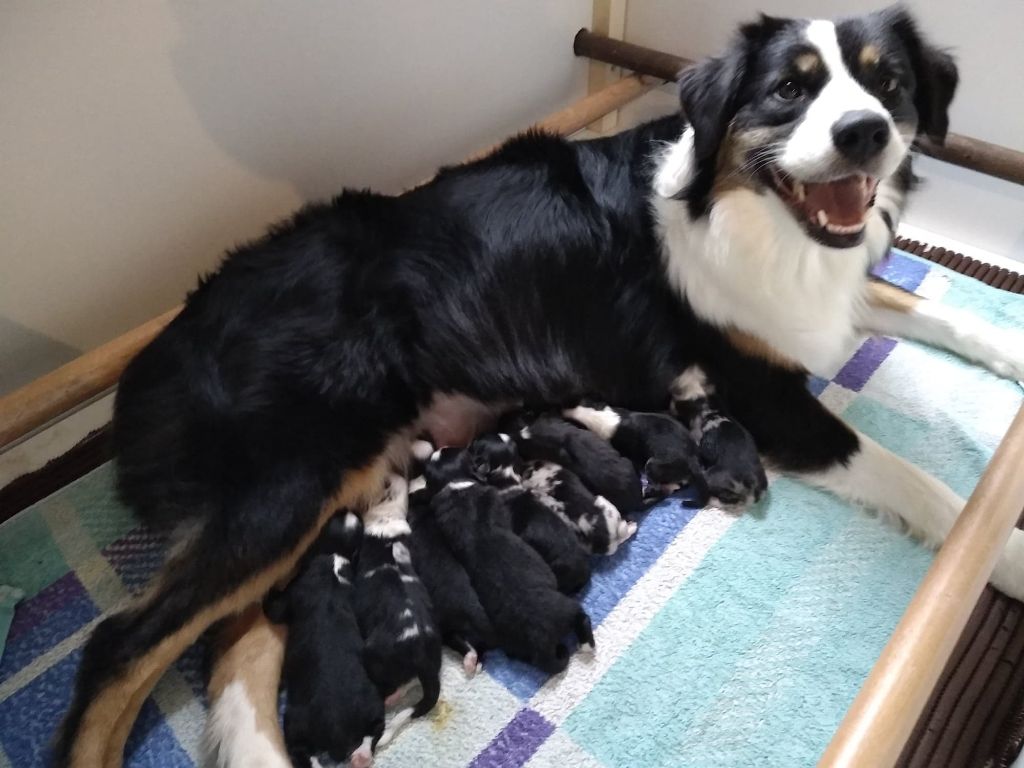 des aussies de la haye - les chiots sont nés