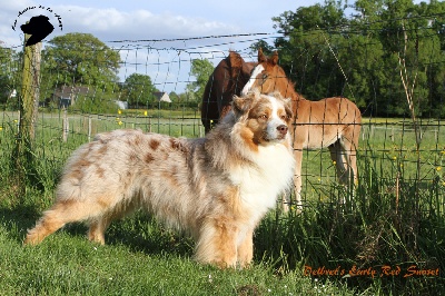 des aussies de la haye - Early 