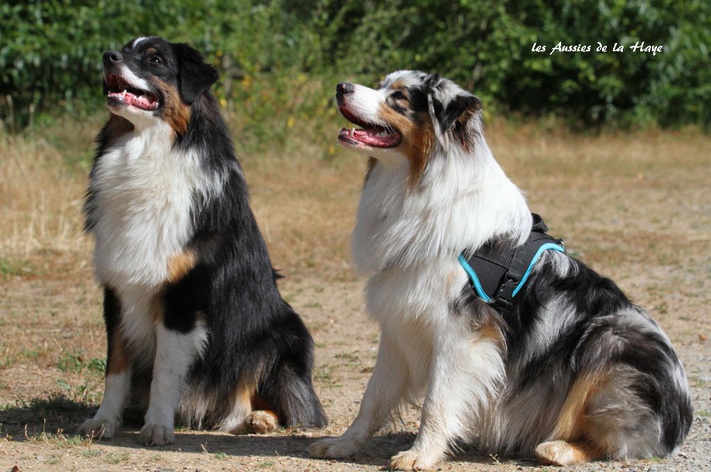 des aussies de la haye - Perceval et P'Aïko, 9 mois