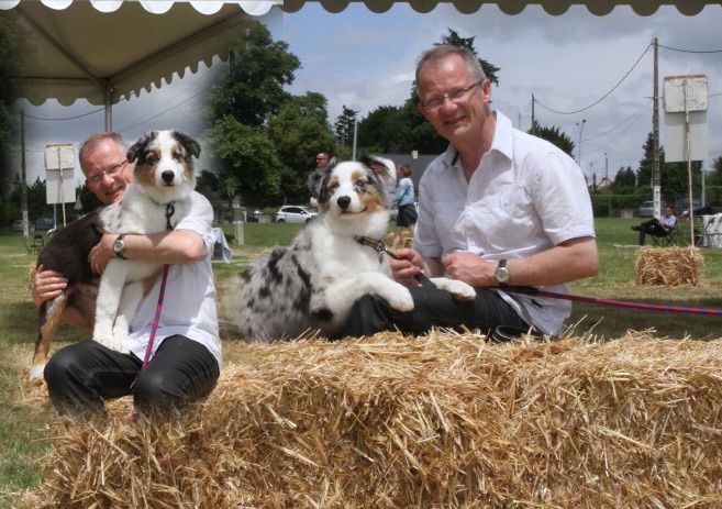 des aussies de la haye - Maddy Blue et Memphis Tennesse à Châteaubriant