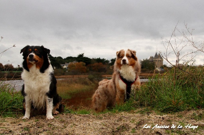 des aussies de la haye - Granola et Early