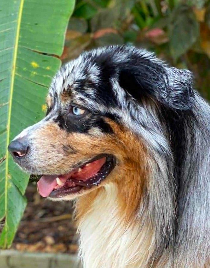 des aussies de la haye - Bon anniversaire aux petits "R", 3 ans déjà