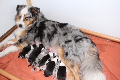 des aussies de la haye - les chiots d'Hermine sont nés