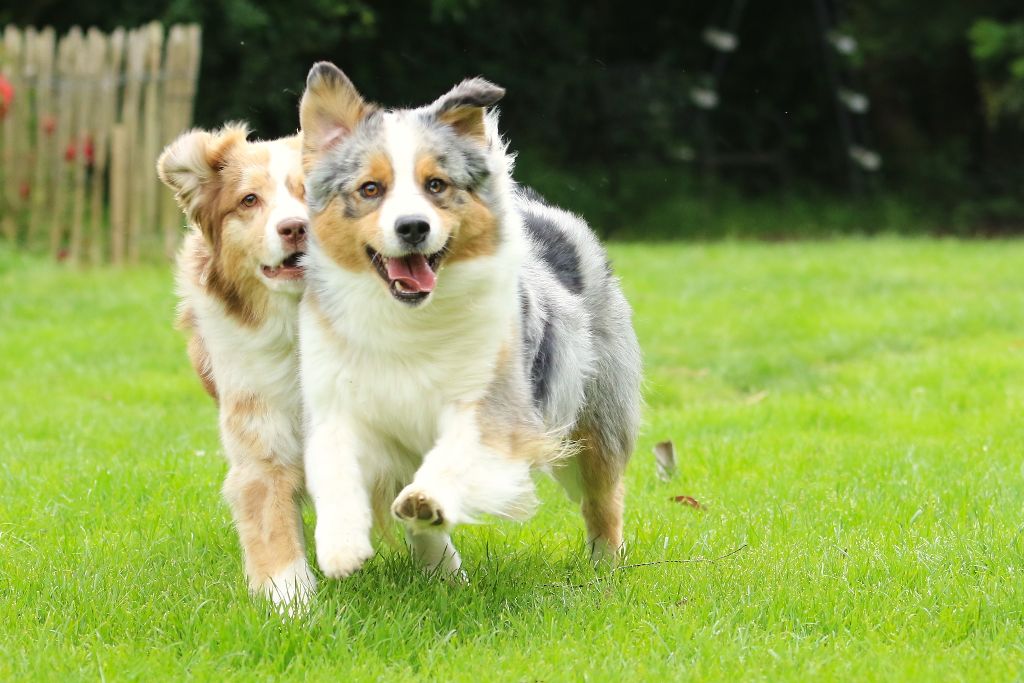 des aussies de la haye - Angel et Sheyenne