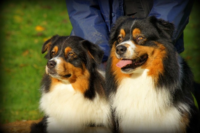 des aussies de la haye - Granola et son fils Jaffa