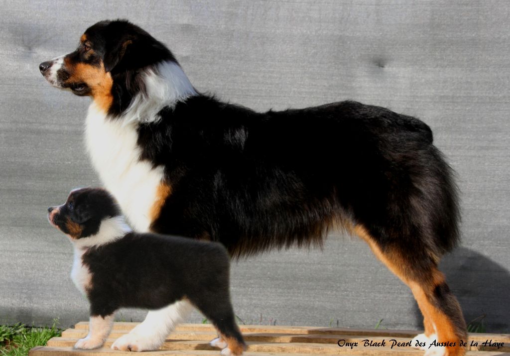 des aussies de la haye - ONYX devenu grand