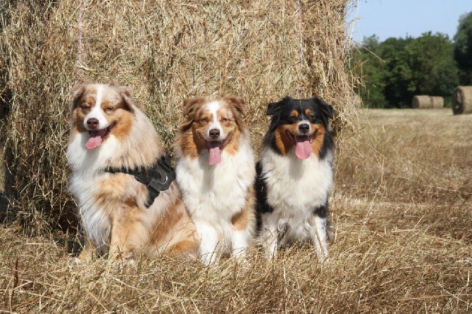 des aussies de la haye - Early, Sheena et Granola