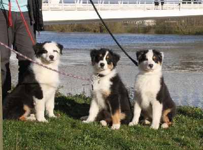 des aussies de la haye - à Angers