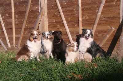 des aussies de la haye - Cherchez l'intruse!