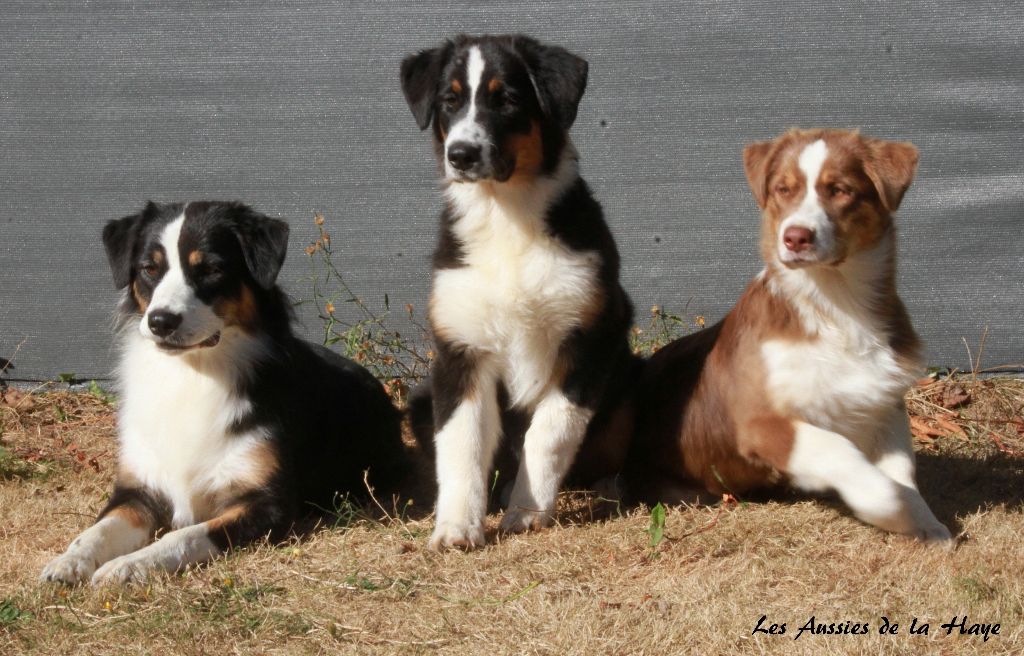 des aussies de la haye - la relève des Aussies de la Haye : Celtic, Onyx et Obsi