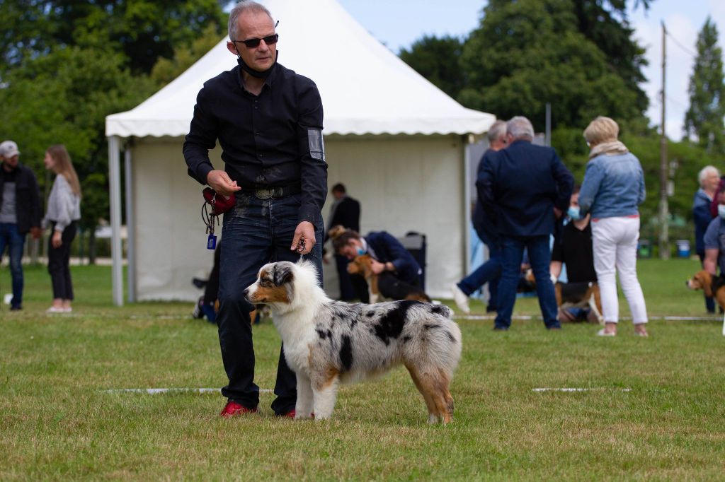 des aussies de la haye - Angel, Meilleure puppy à Châteaubriant