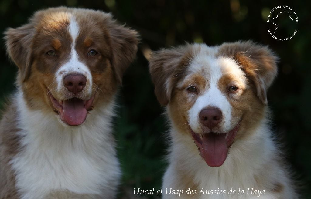 des aussies de la haye - Uncal et Usap disponibles