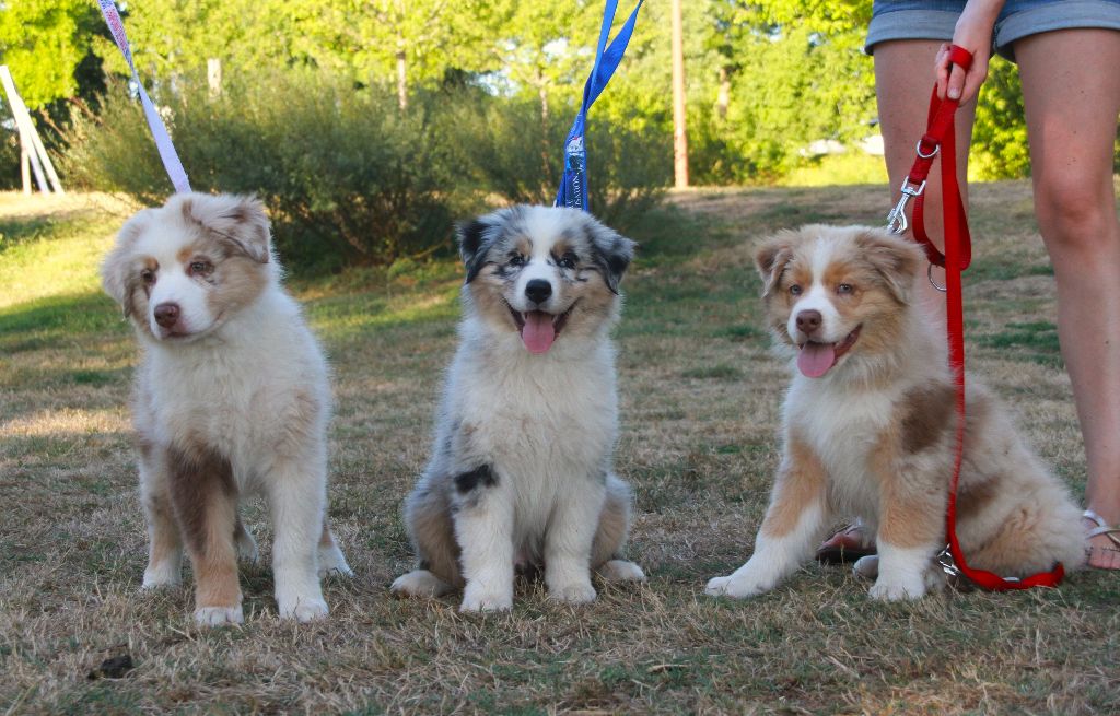 des aussies de la haye - Tatanka, Thor et Thaïko