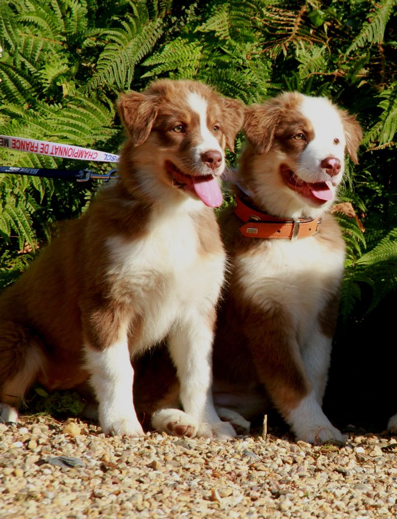 des aussies de la haye - Obsi et Olympe