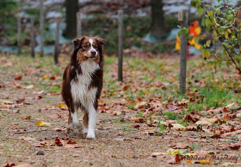 des aussies de la haye - Obsi en automne