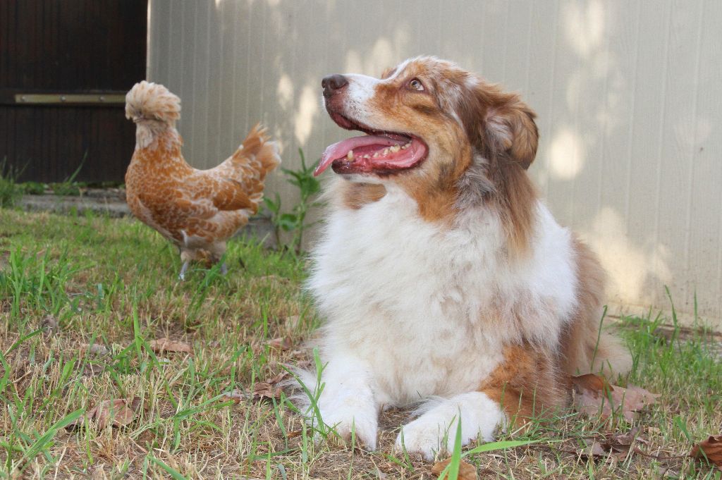 des aussies de la haye - American Sheena'ndoah et la poule Padoue