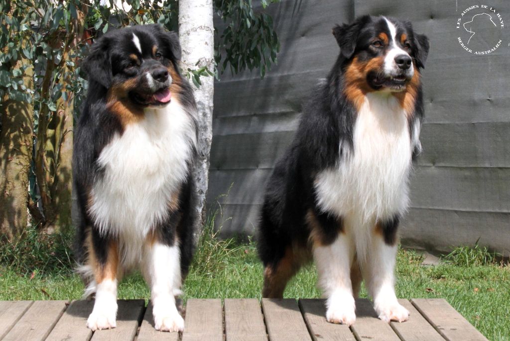 des aussies de la haye - Perceval et Onyx