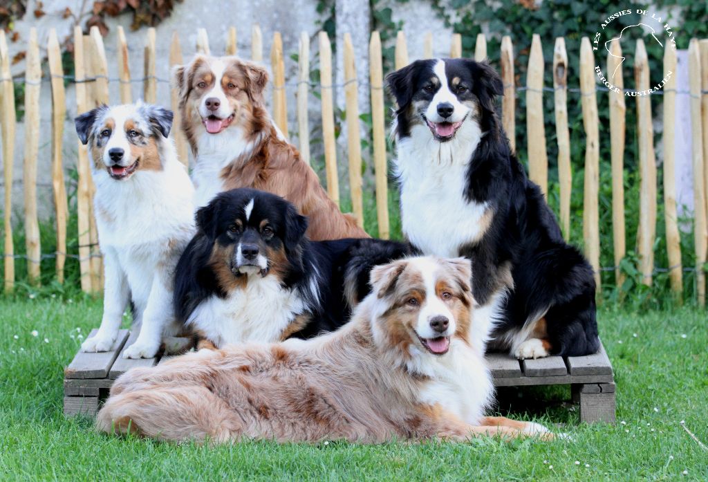 des aussies de la haye - la famille qui aime prendre la pose