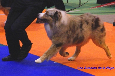 des aussies de la haye - Spéciale de Race d'Orléans