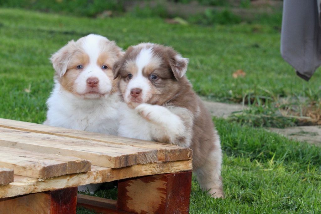 des aussies de la haye - Spirou et Sheyenne