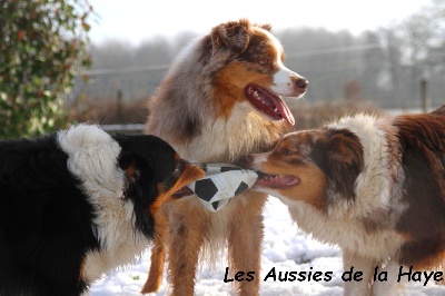 des aussies de la haye - Early Sheena et Granola