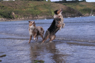 des aussies de la haye - Early à la mer