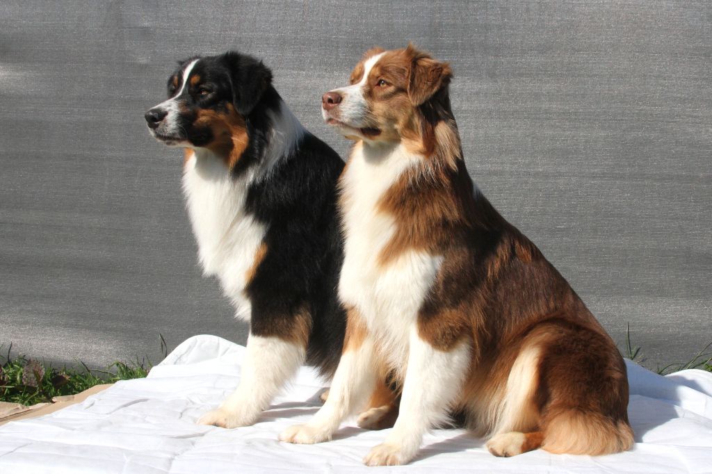 des aussies de la haye - Obsi et Onyx