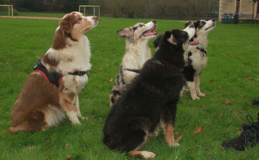 des aussies de la haye - Sillage, Socrate, S'Yoko et leur chaperonne Sheyenne