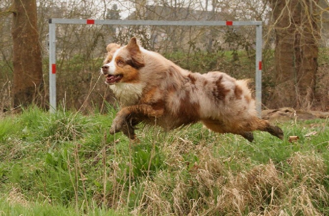 des aussies de la haye - Early