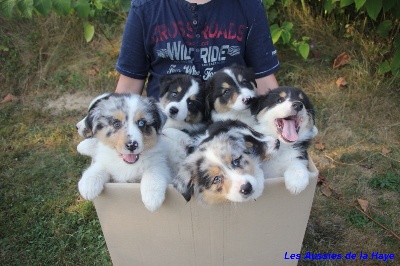 des aussies de la haye - les chiots en carton