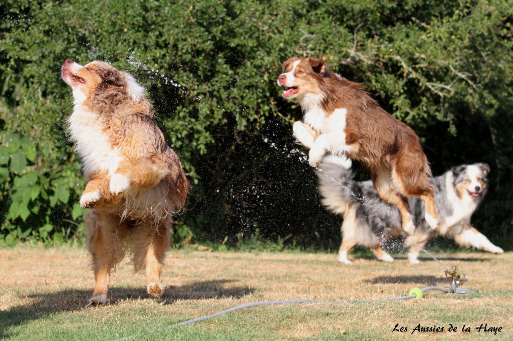 des aussies de la haye - jeux d'eau