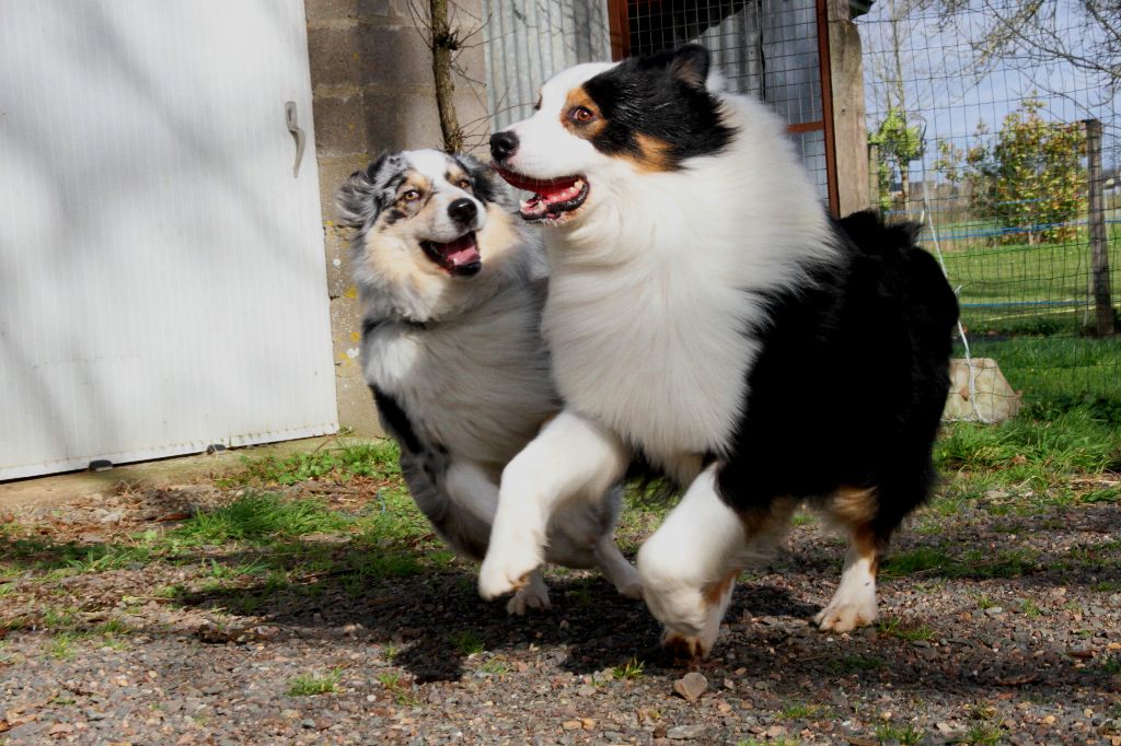 des aussies de la haye - Belle rencontre en ce mois de février