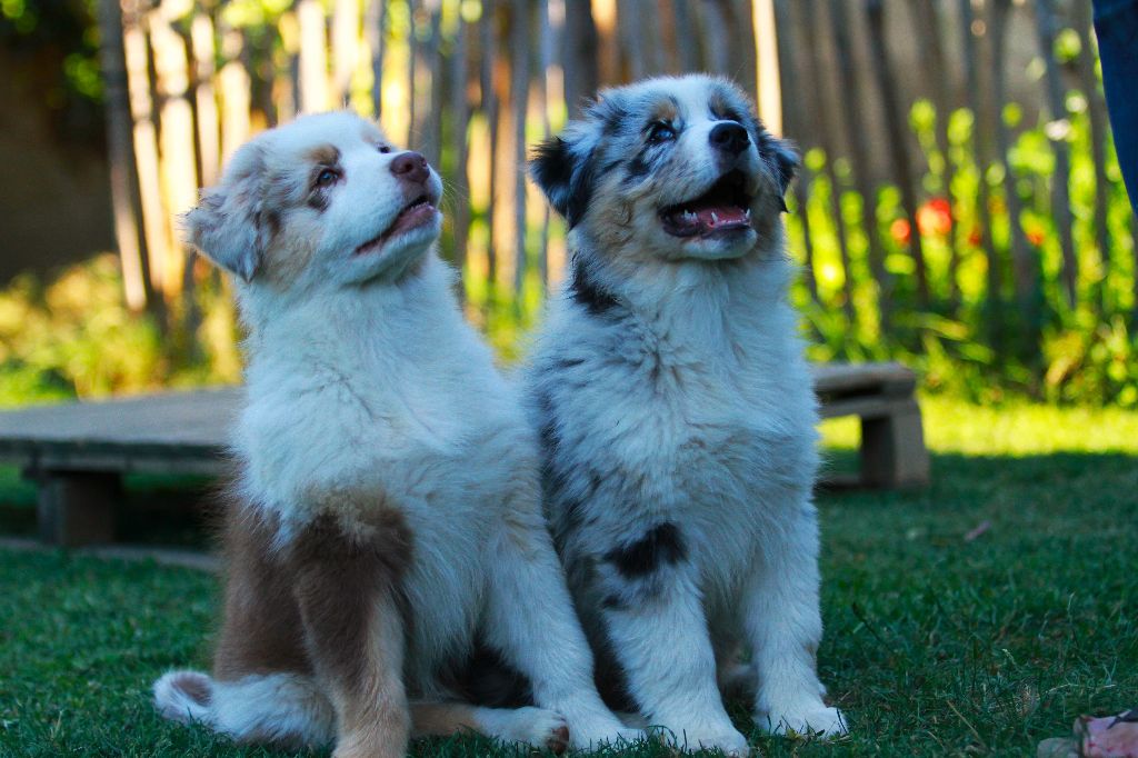 des aussies de la haye - les deux petits derniers : Tatanka et Thor Ragnarok