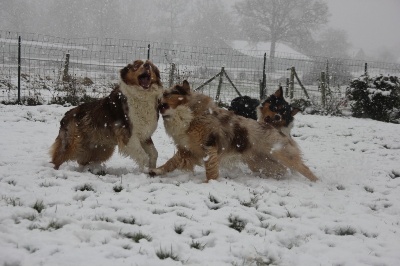 des aussies de la haye - la neige et tombée!