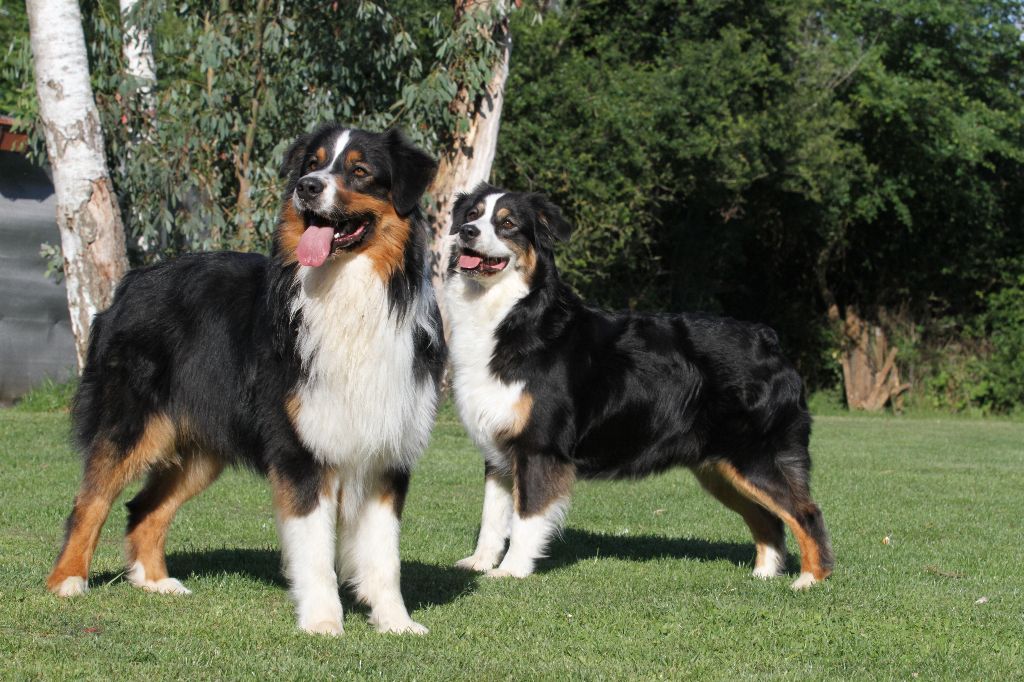 des aussies de la haye - Onyx et Celtic