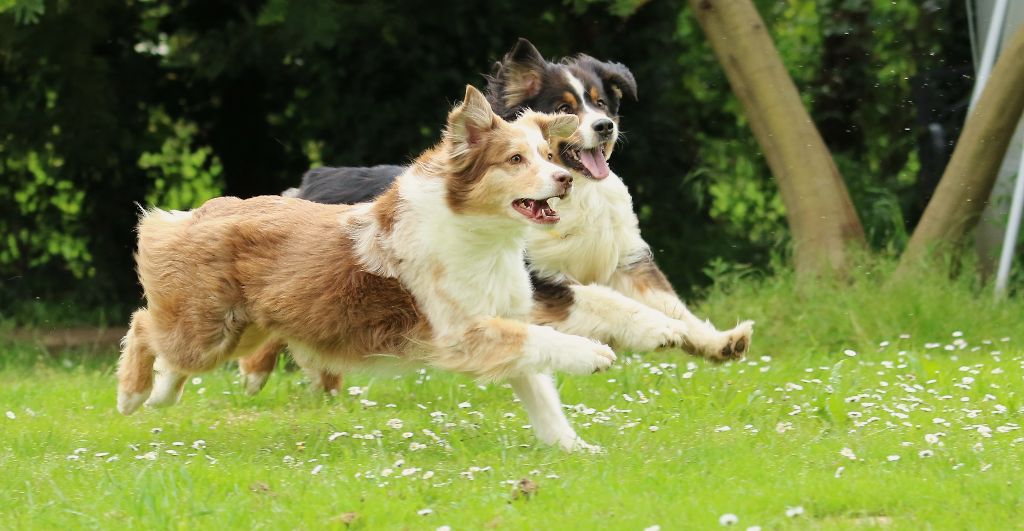 des aussies de la haye - Sheyenne et Onyx