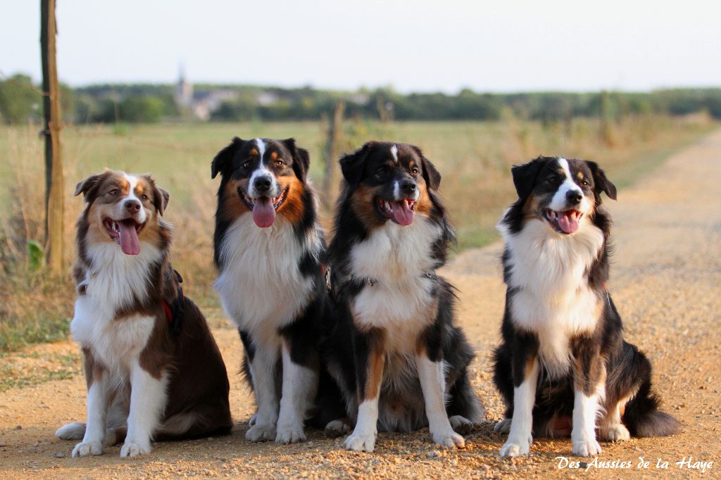 des aussies de la haye - Obsi, Onyx, Perceval et Celtic