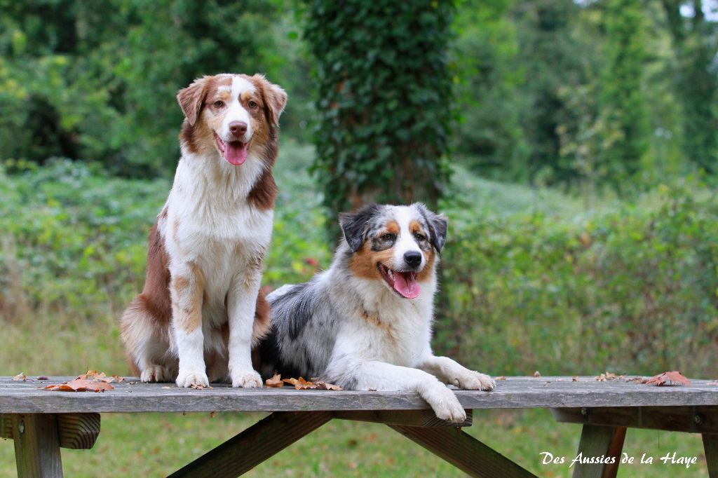 des aussies de la haye - Sheyenne et Angel