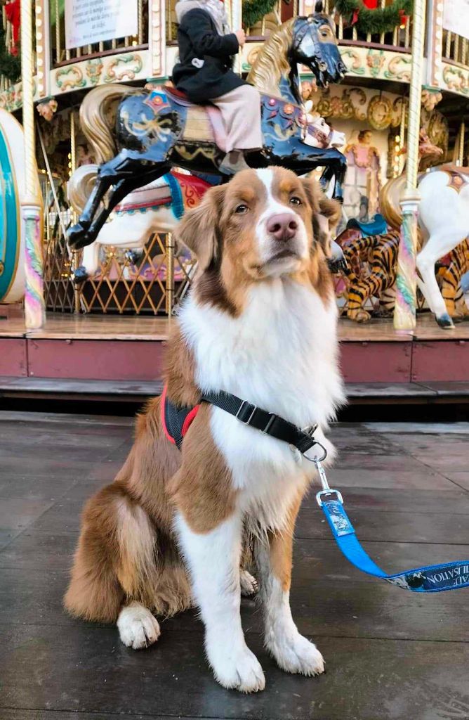 des aussies de la haye - Uncal en balade en ville devant le manège de Noël