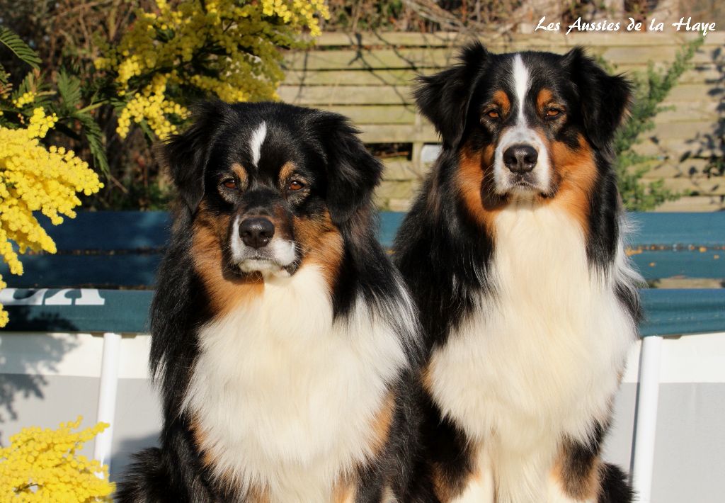 des aussies de la haye - Perceval et Onyx